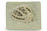 Fossil Crinoid (Barycrinus) - Crawfordsville, Indiana #325650-2